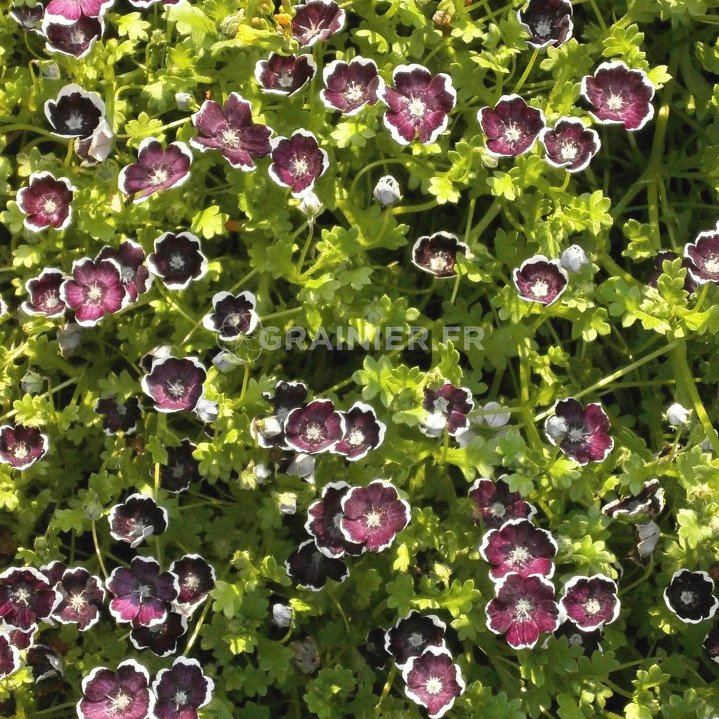 Némophila violet pourpre noir, Nemophila discoidalis image